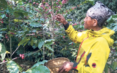 Coffee Farm Projekt