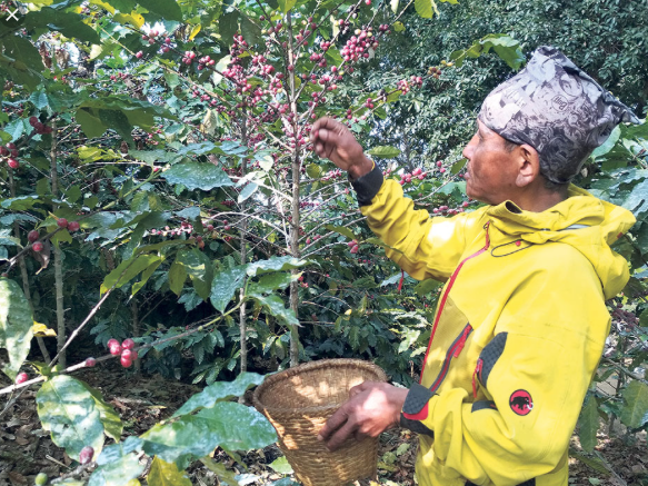 coffee-farm